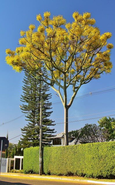 guapuruvu brésil arbre géant